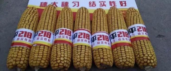 什么玉米种抗涝抗旱又高产,什么样的玉米最稳产最高产