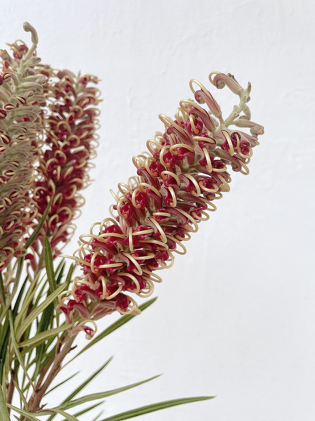 花艺教程花材打理知识,花艺教程常用花材及叶材有哪些