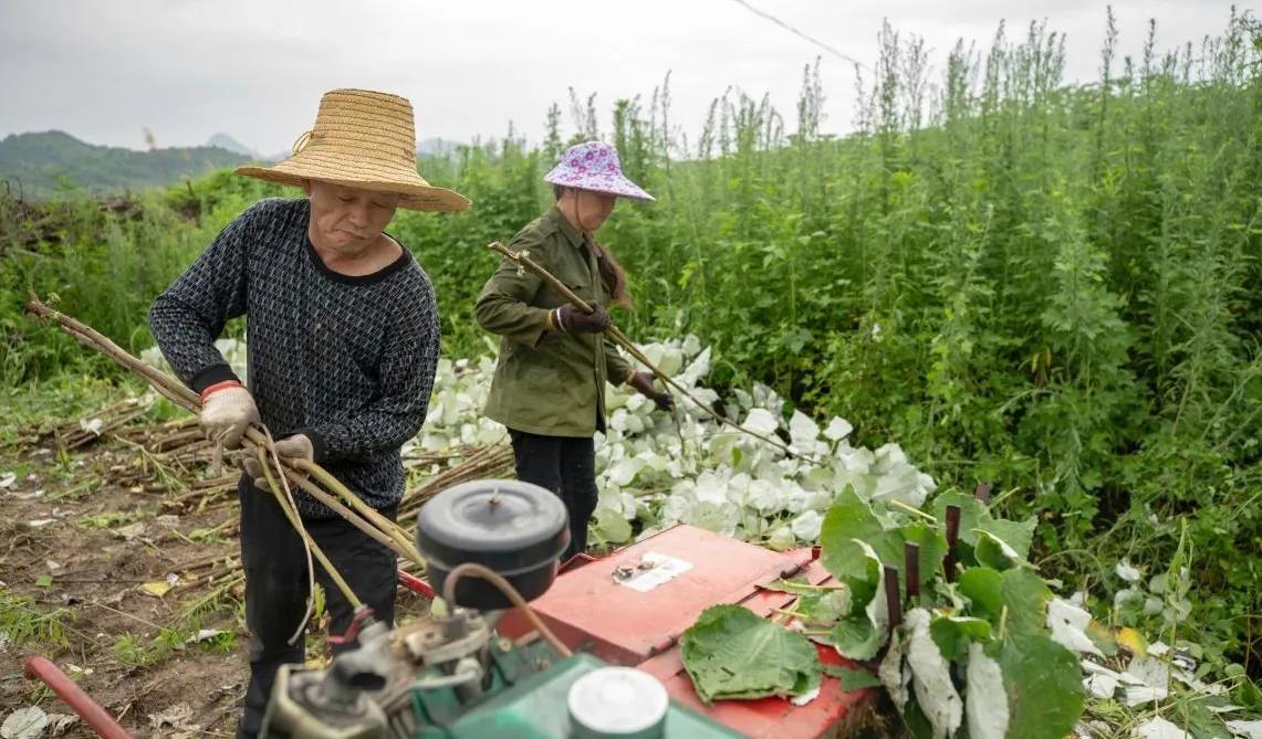 亩利润2万的种植项目,农村种植3亩地一年的利润