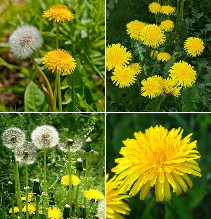 蒲公英怎么画儿童画,简单又好看的线条画蒲公英