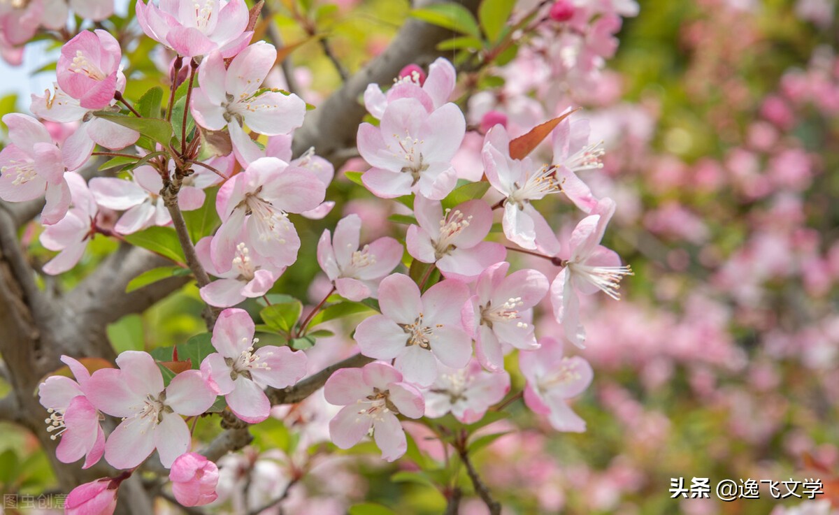 一场花事散文,经典散文欣赏花事