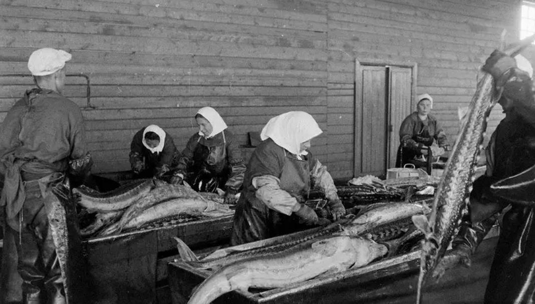 一千斤的鱼子酱,一千元一罐的鱼子酱