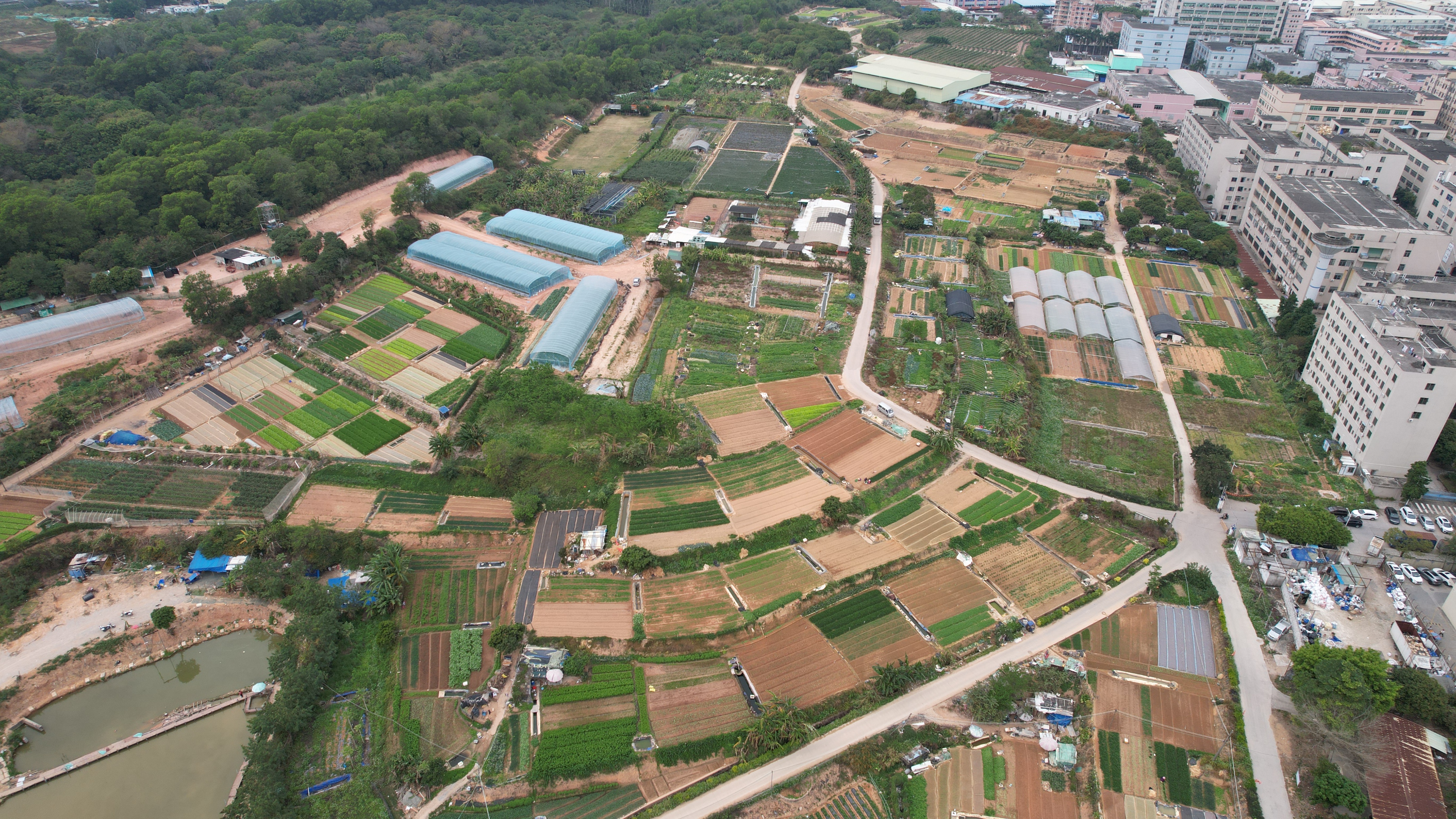 深圳宝安石岩镇料坑村田野农园，都市间一道亮丽的风景线