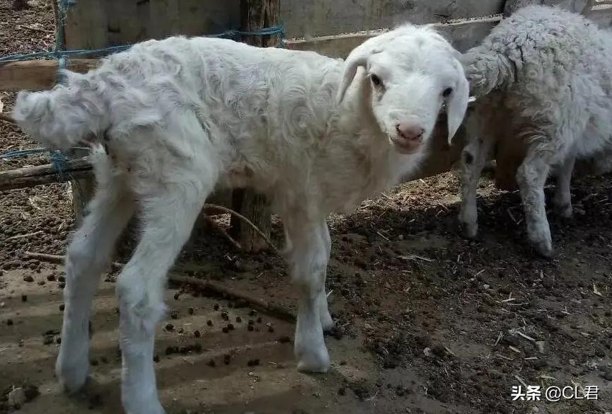 羊贩子买羊套路,羊贩子的买羊技巧