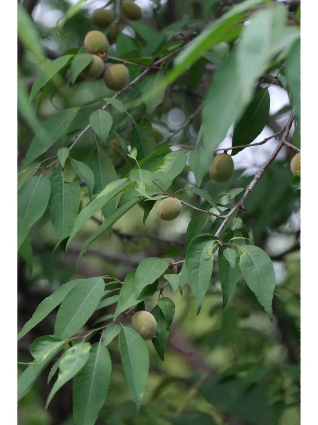 常见有毒水果千万别吃,哪些水果有毒不适合小孩吃