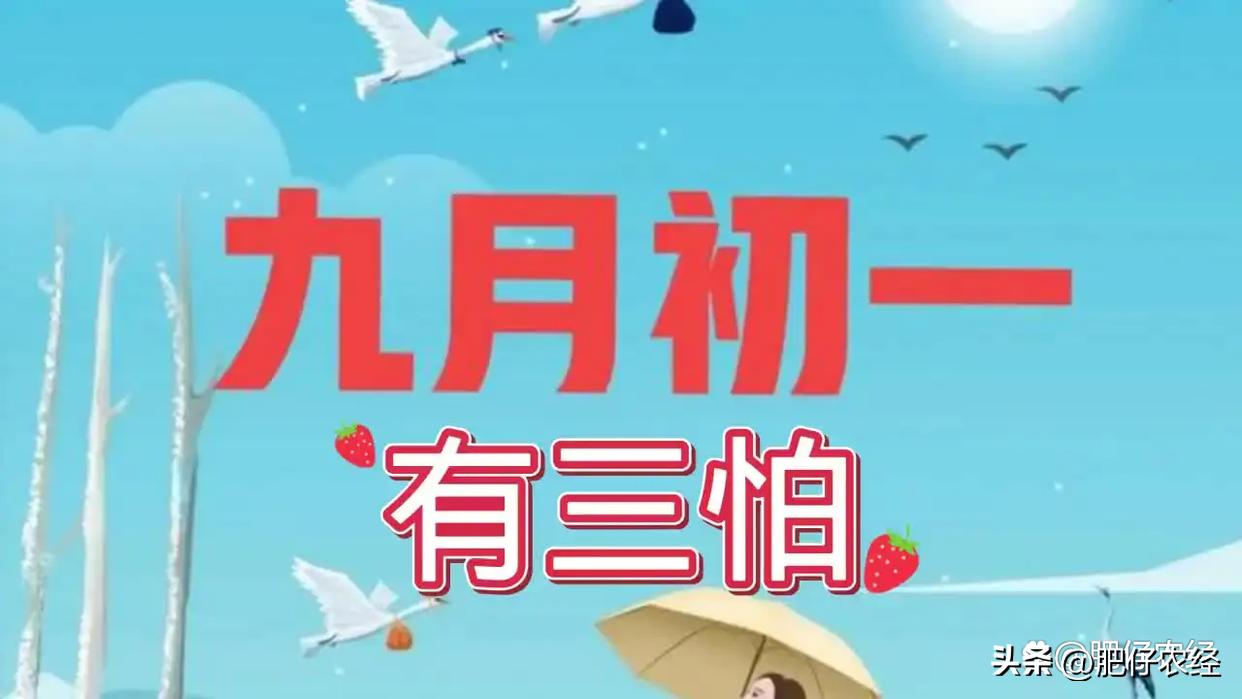 今日农历九月初一,九月初一有“三怕”,分别指什么?看完明白了