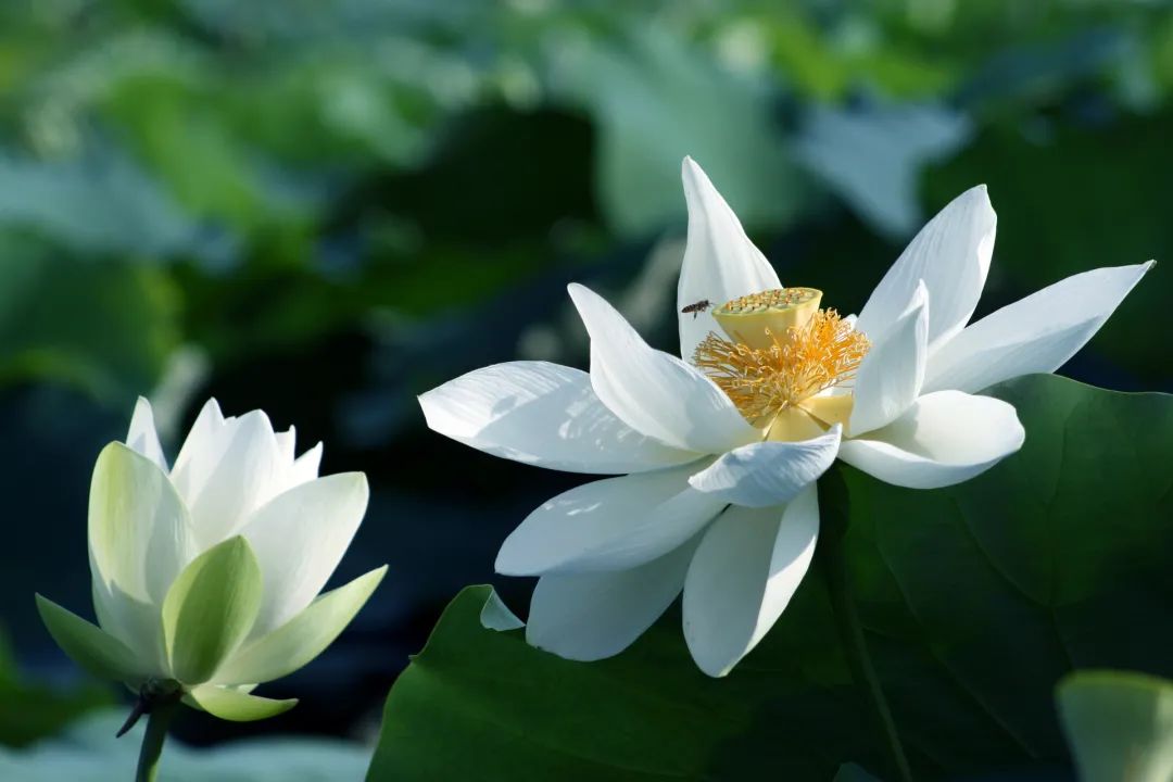 最美的莲花诗句,意境优美的莲花诗词