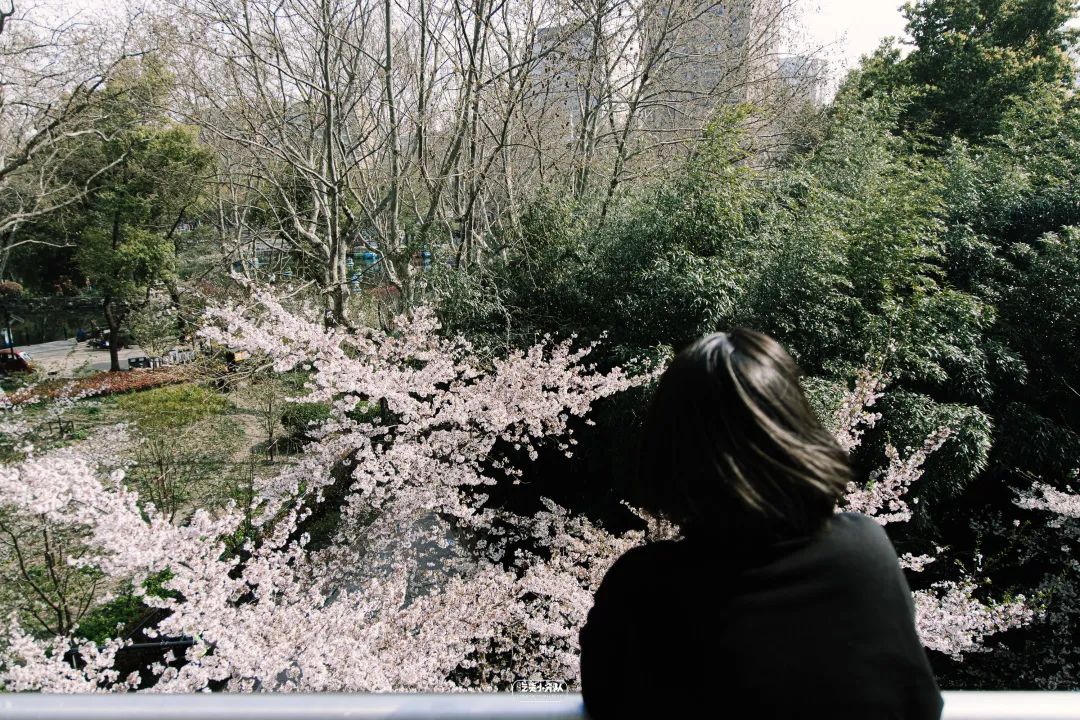 樱花最旺盛的时间,樱花最茂盛的时候是哪个季节