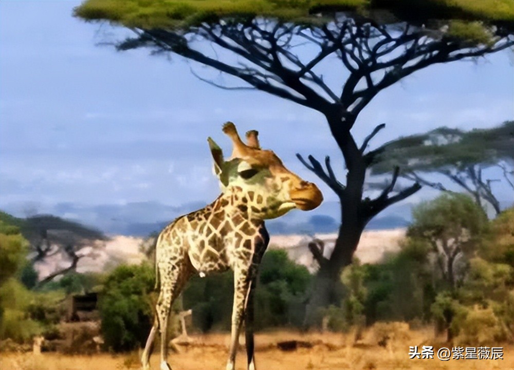 上古时期最厉害的龙是什么龙,上古神兽龙中最强的龙是什么龙