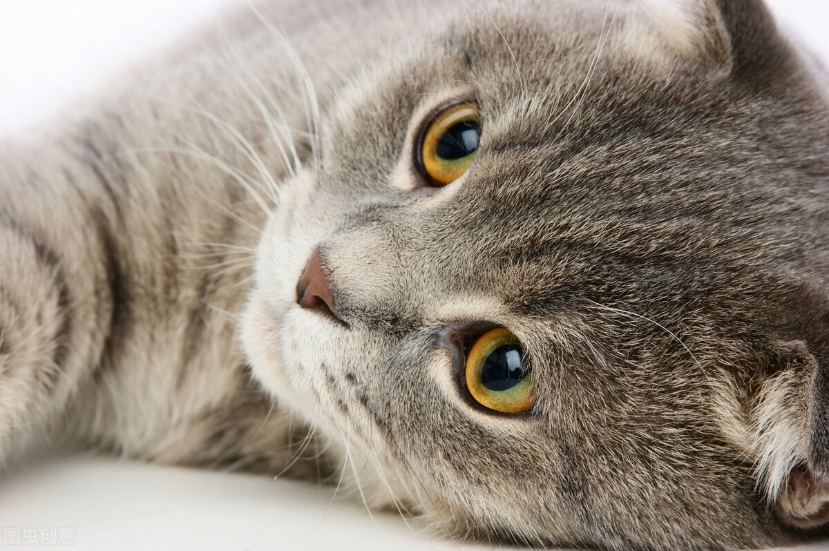 托运宠物去哪里托运,宠物托运到美国攻略