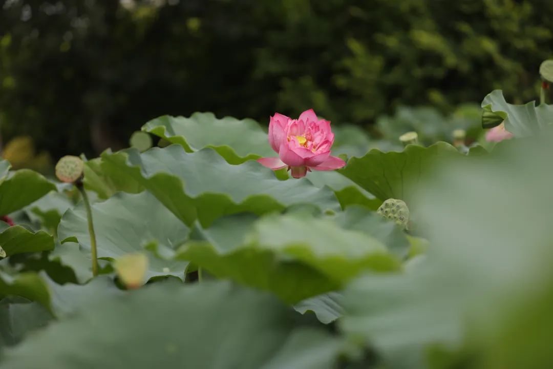 荷你有约环创,荷你有约完整视频