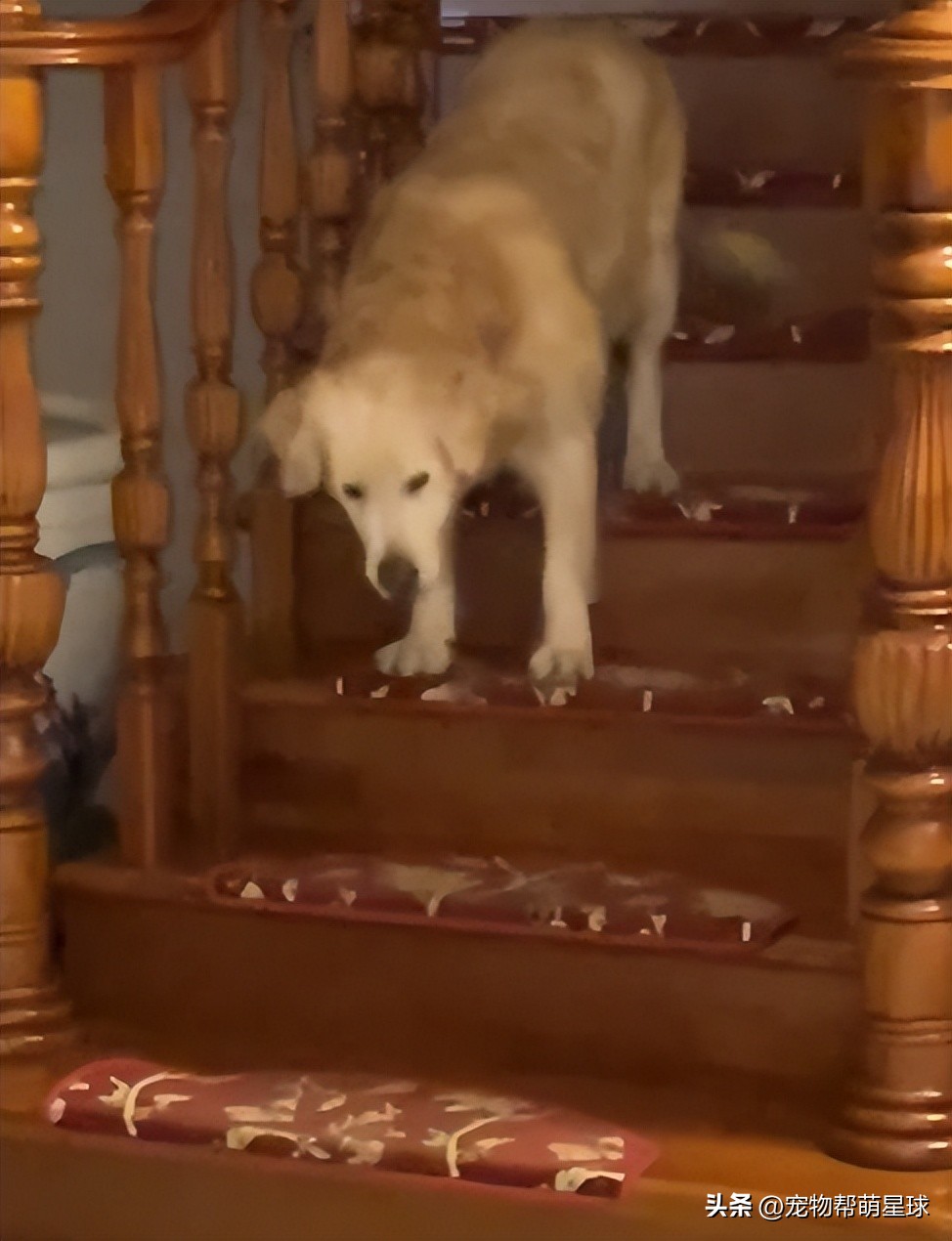 当你不见了宠物该怎么办,宠物不在了伤心怎么办