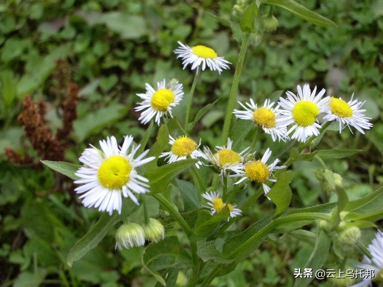 缇庢床浼犵粺鍖诲,鍙や唬缇庢床鎬庝箞娌荤梾