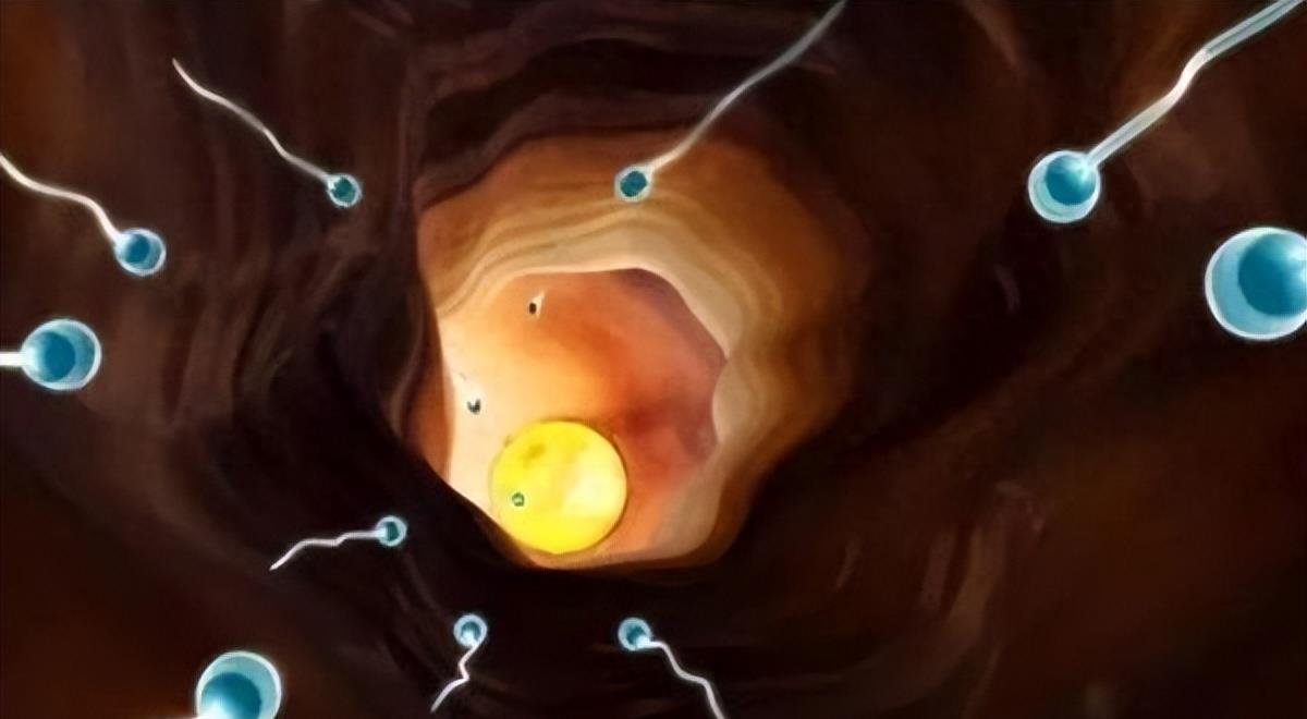 失落的小勇士们,踏上了怀孕之路