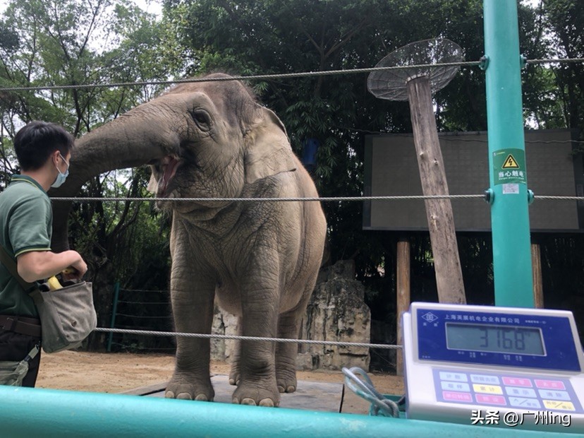 世界大象日了解亚洲象大种群,大象培育巨象