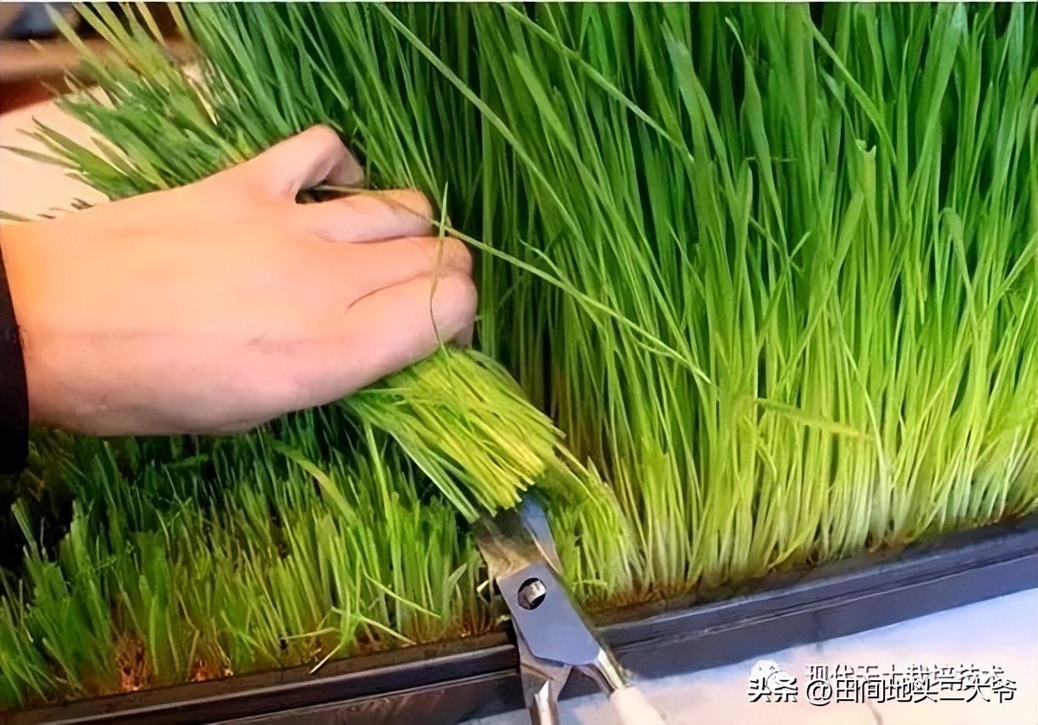 不用土壤也能种出蔬菜,无土栽培蔬菜自来水