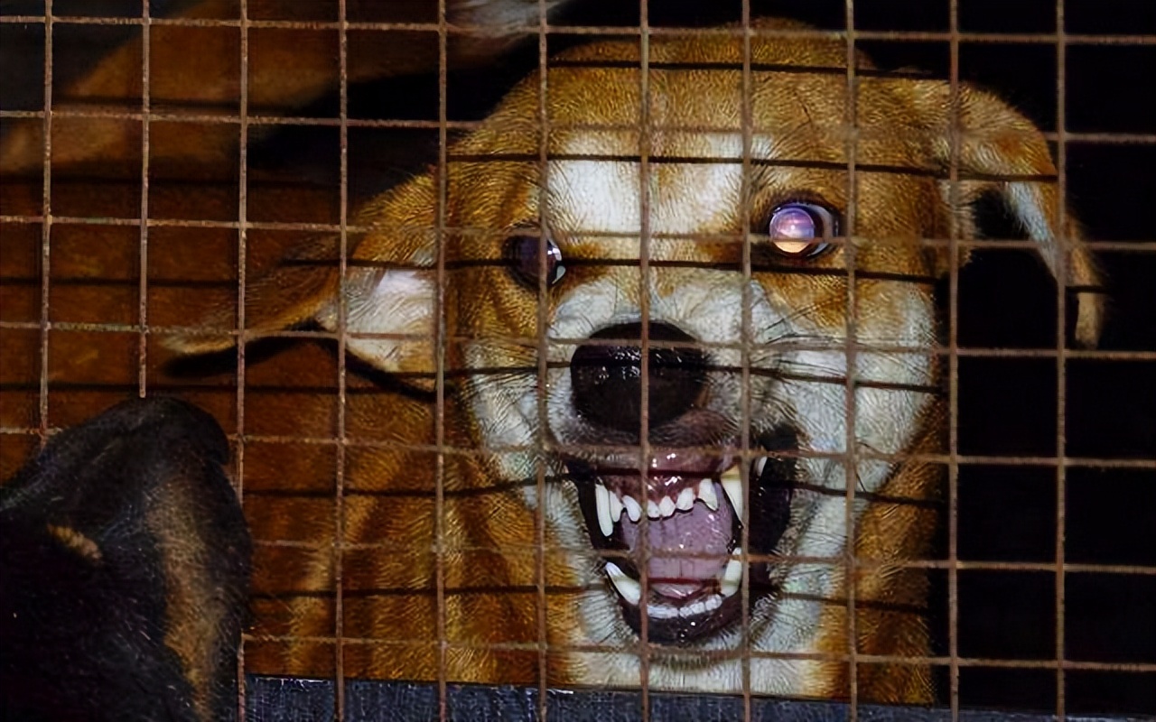 狗狗狂犬病有什么征兆,狗狗有狂犬病会出现哪几种表现