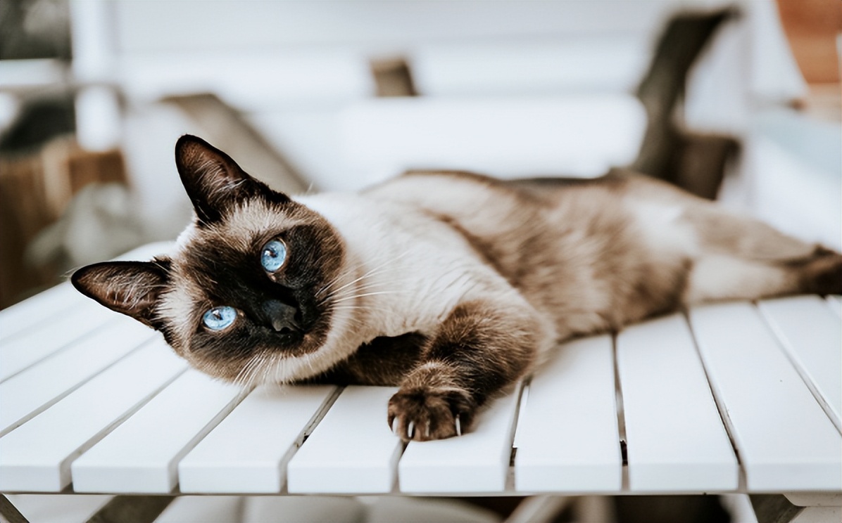 那些会帅气动作的小猫咪,那些丑到极致的小猫咪