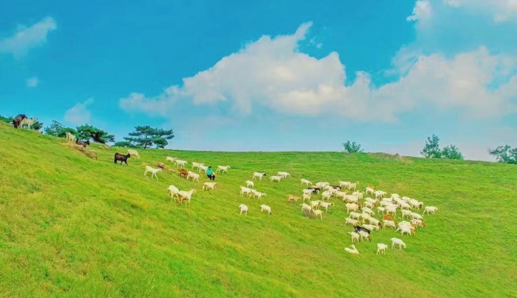 山东有海有雪有山有平原,山东有没有广阔草原