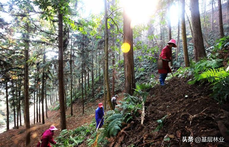 木材价格持续低迷的真正原因是什么，种树的农民如何应对？