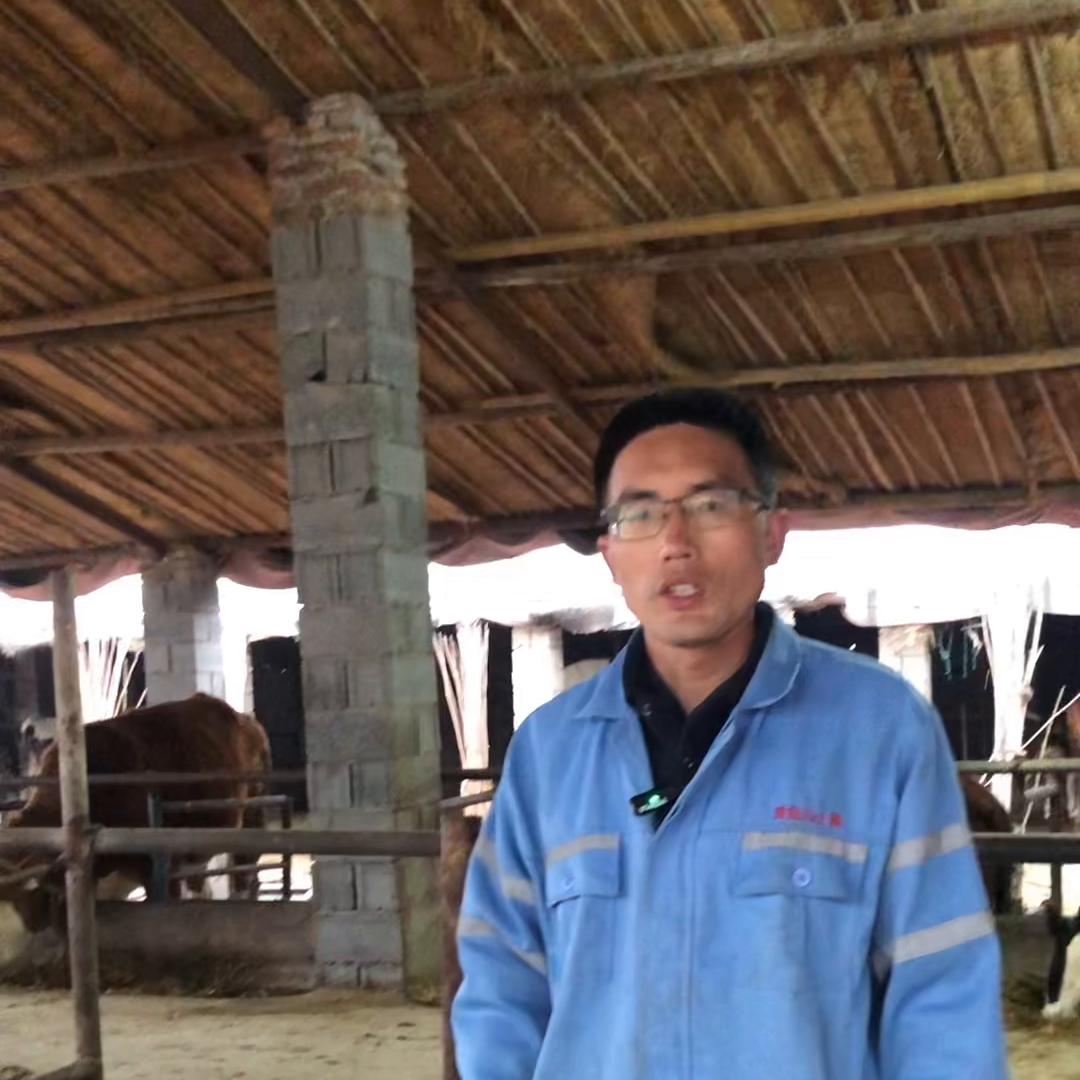 昨天为接生新生牛犊忙活到凌晨一点多。这头大牛子宫扭转，...