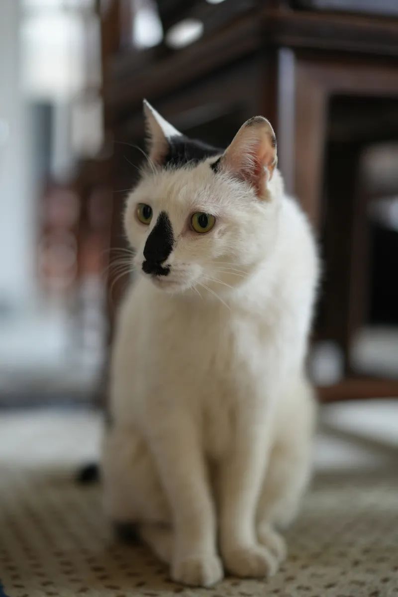 让小猫咪来治愈你,小猫咪可以治愈一切不开心的事情