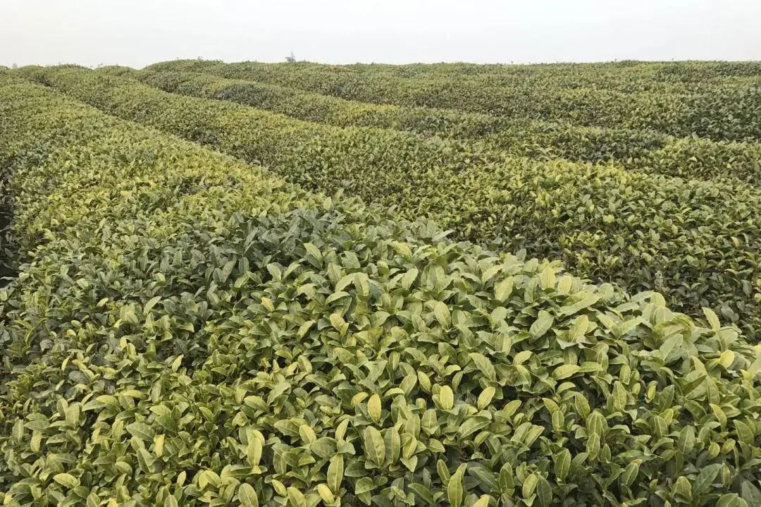 绿茶的蒸炒烘晒味道有哪些不同,绿茶是炒香还是烘香好喝一点