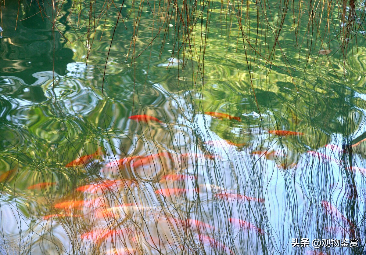 北方养锦鲤冬天怎么养,庭院怎么养锦鲤小视频