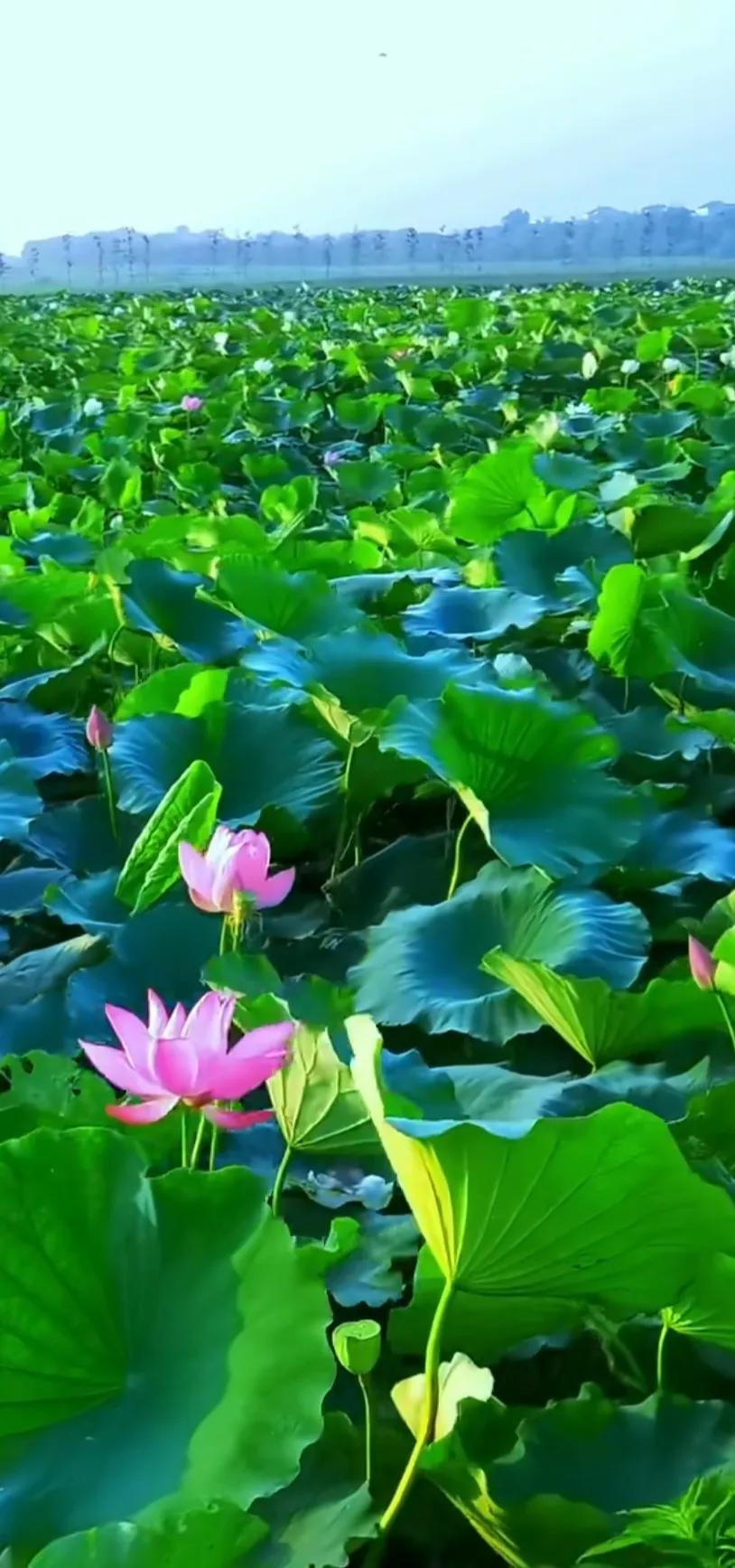 夏日美丽的荷花图片,荷花图片配上字映日荷花别样红