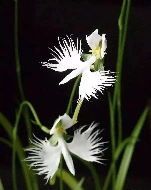 最香的五种兰花哪种兰花耐寒,春夏秋冬四季各是哪几个兰花品种