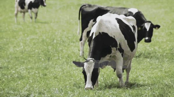 雀巢早产奶粉早启能恩配方表,奶粉德国爱他美白金版价格