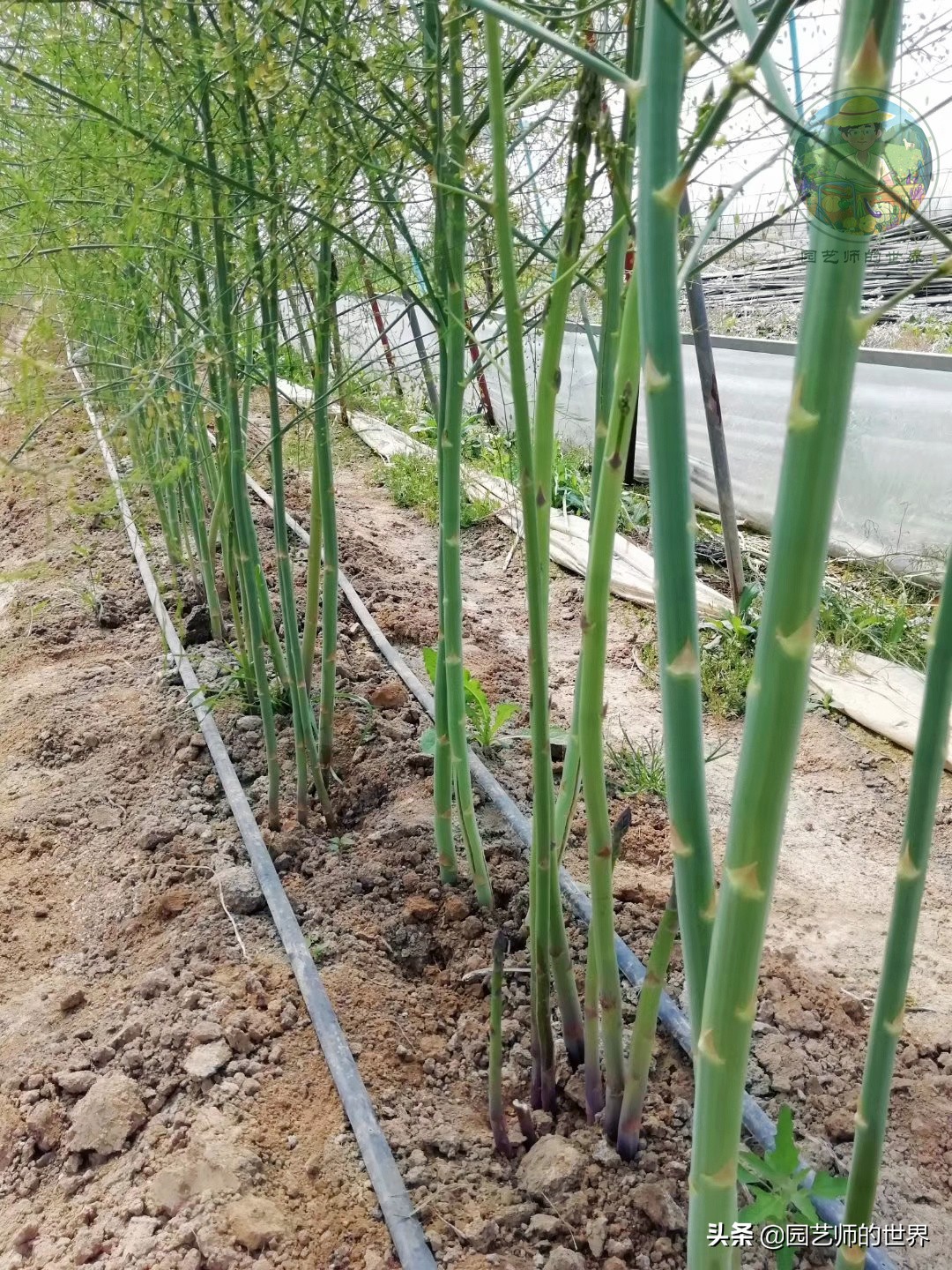 种植100万亩芦笋需育苗多少亩,带根芦笋怎么种植