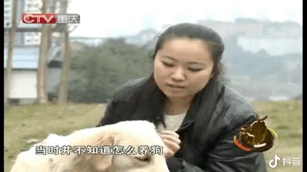 小狗帮主人摘橘子,小狗帮主人摘梨