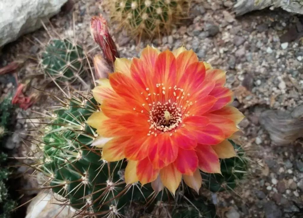 200种·仙人球开花图鉴，大开眼界，美到爆