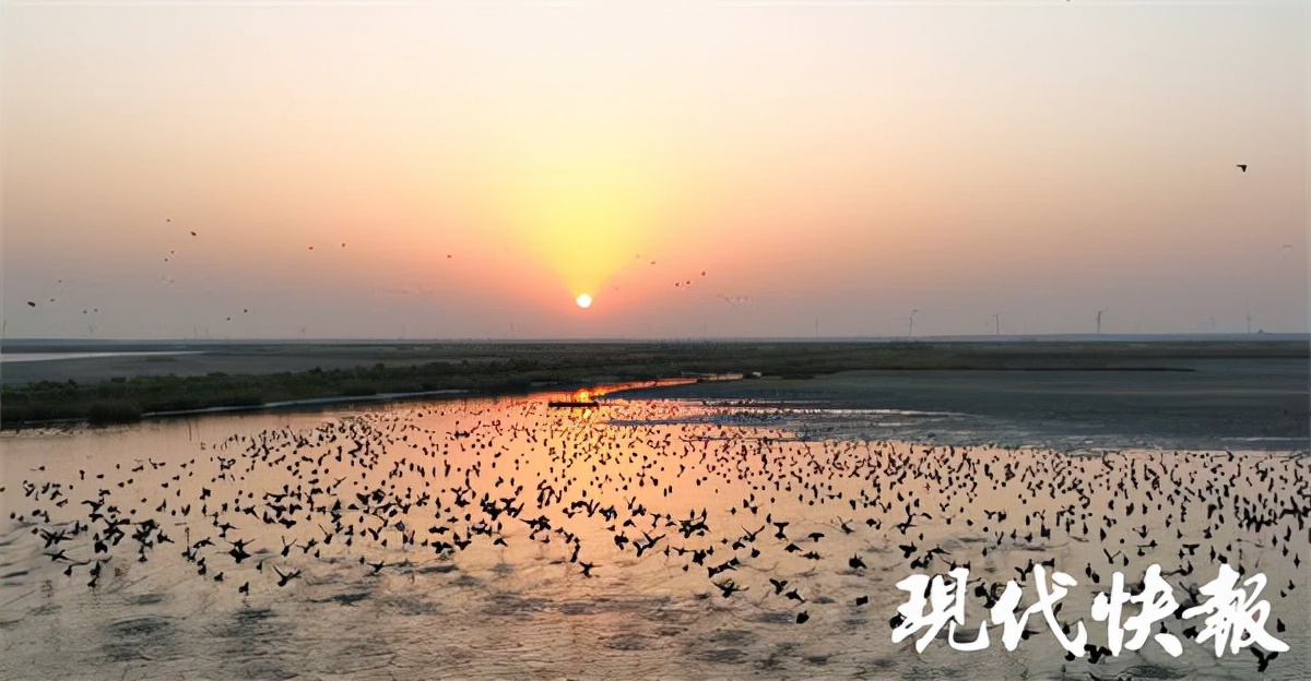 盐城海边偷猎为何屡禁不止？记者实地调查：芦苇荡里的“捞金”生意