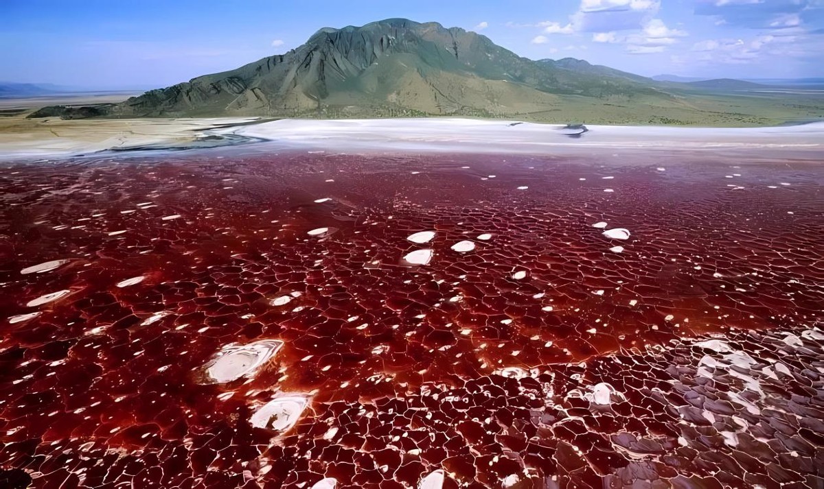 纳特龙湖为什么不适合物种生存,纳特龙湖为什么是火烈鸟的天堂