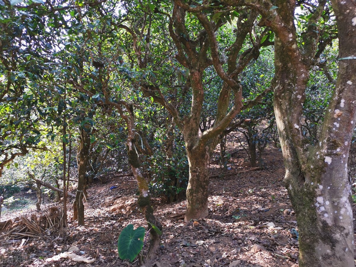 口感最好的普洱茶十大排行榜,普洱生茶都有哪些比较经典的系列