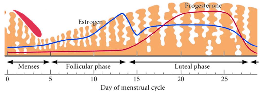 子宫内膜-成功妊娠的秘密*器武**