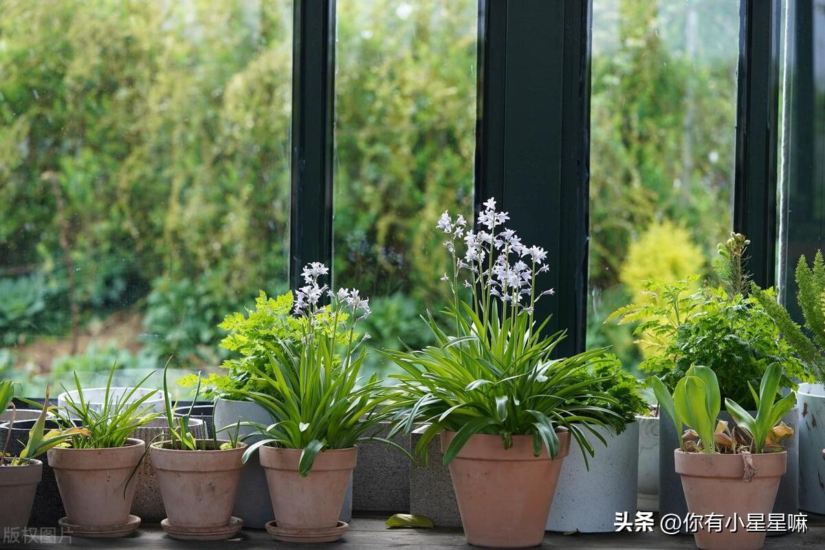 最好的甲醛吸附植物,室内吸附甲醛植物排名