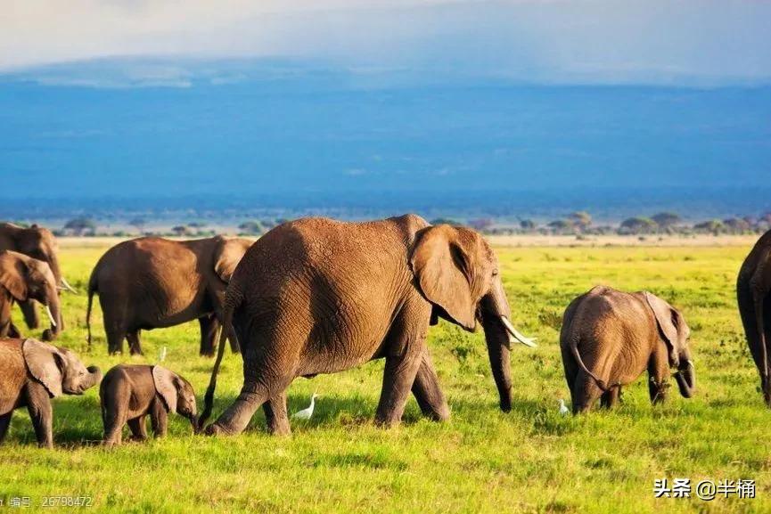 为什么不能招惹发情期的大象,大象发情期是什么样的