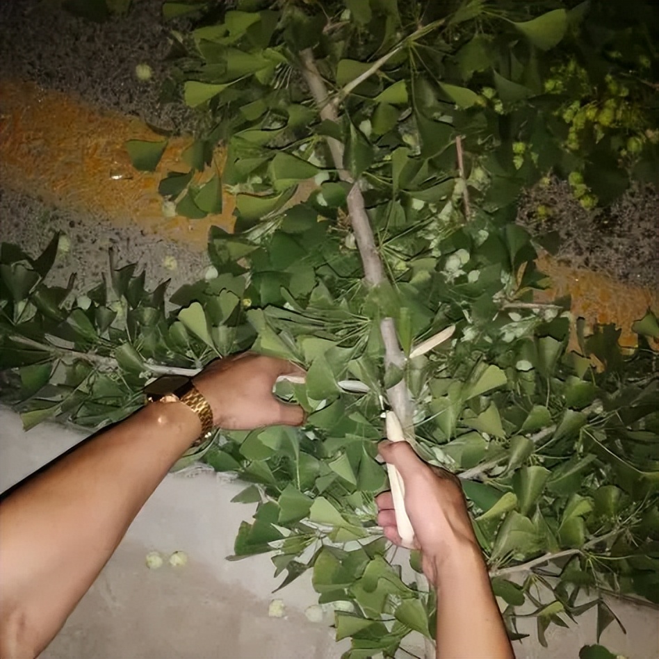 客厅实用盆栽植物有哪些,客厅一般放什么植物盆栽比较好