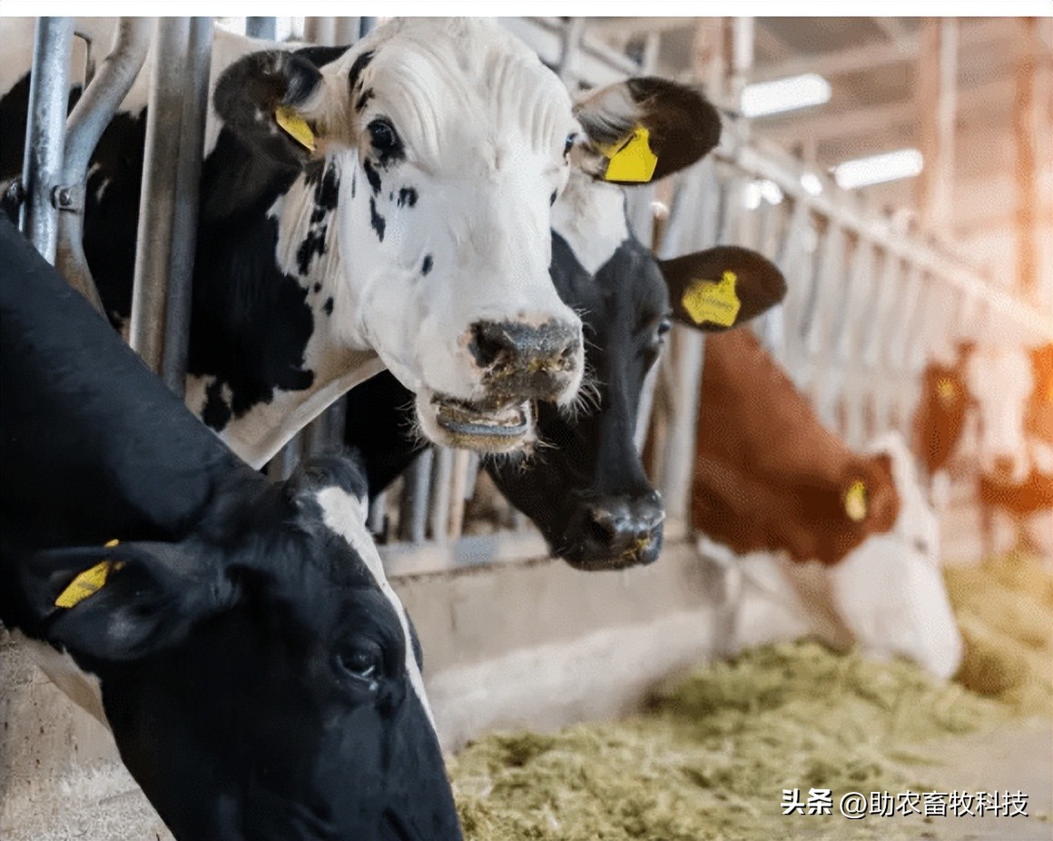 菠萝渣饲料,菠萝甘蔗皮发酵喂牛