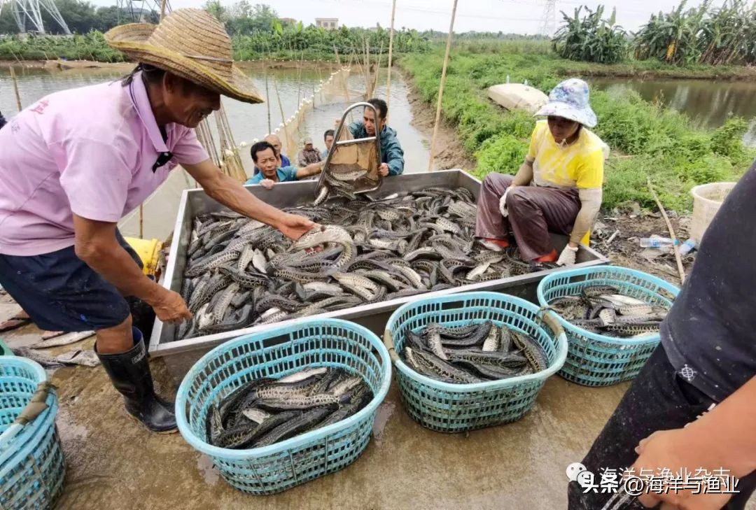 广东中山三角镇生鱼养殖基地,中山市水产养殖年产值