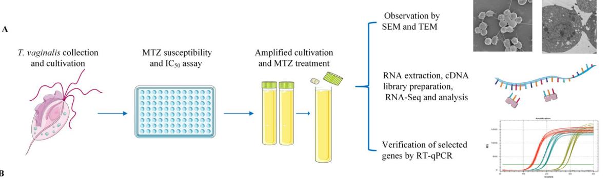 毛滴虫性妇科炎症甲硝唑,治毛滴虫用甲硝唑好还是替硝唑好