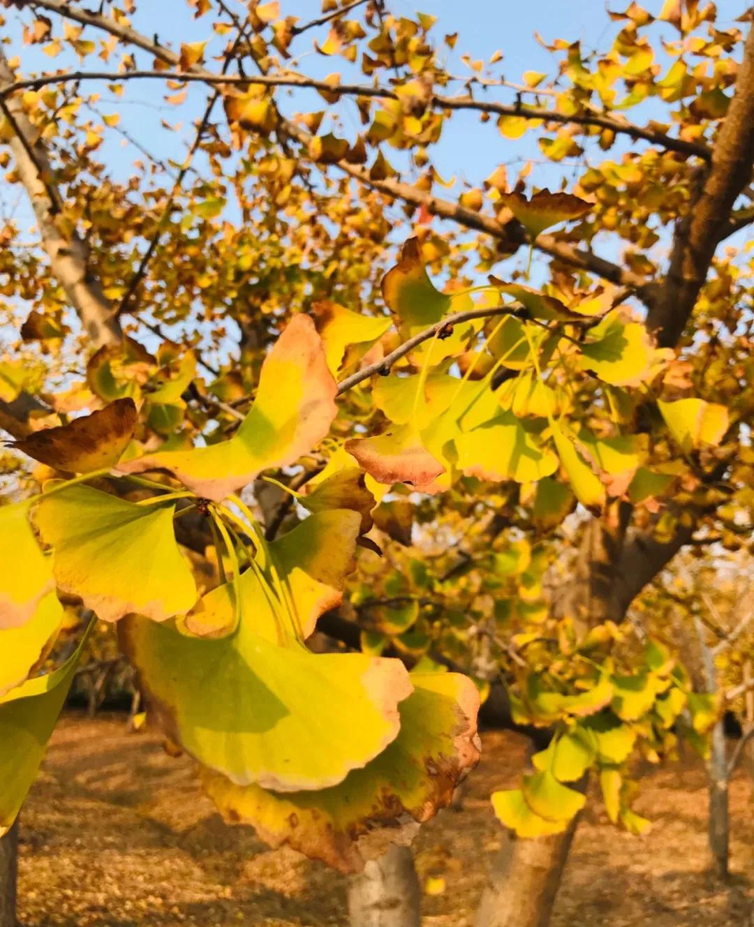 苏州秋季旅游最值得去的地方,苏州赏秋一日游攻略