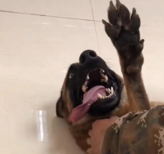 狗狗打疫苗看见医生吓得直发抖,搜救犬生病了视频