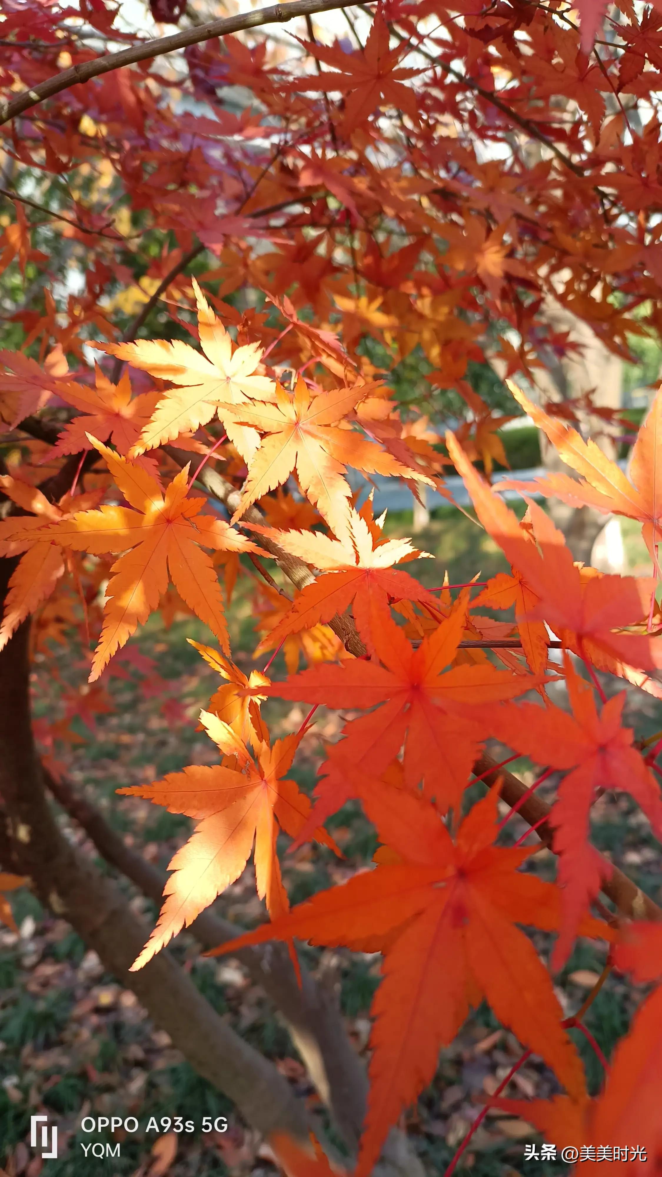 红枫在什么季节最好看,红枫红了的季节