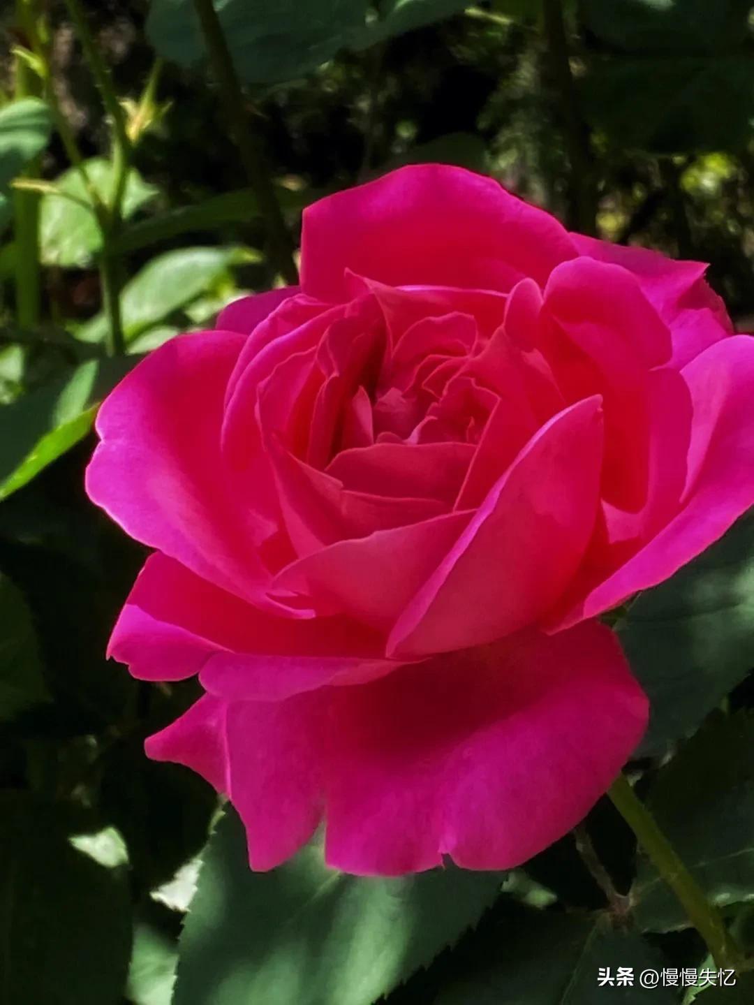 月季花诗句十首,关于月季花的诗句古诗词