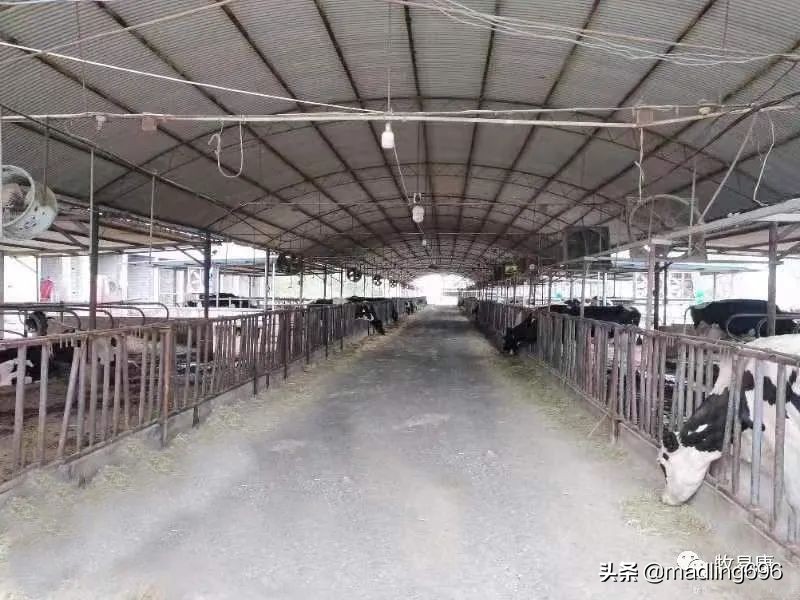 牧场标准化管理思路,牧场抖音运营