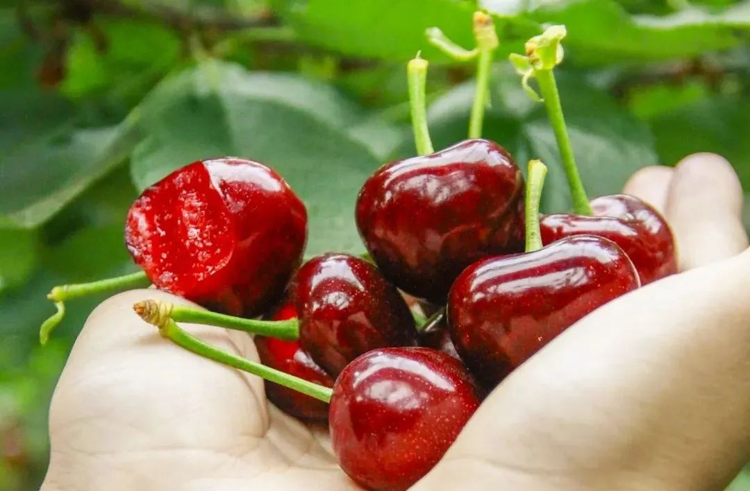 山东的家乡人有什么特别生活习惯,山东人介绍自己的家乡